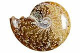 Polished Ammonite (Cleoniceras) Fossil - Madagascar #358410-1
